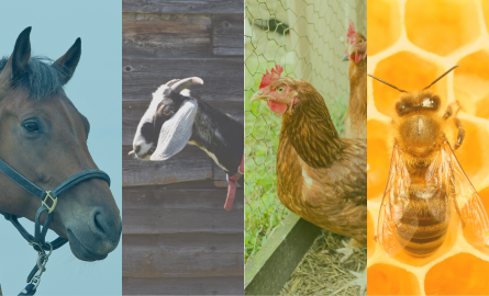 Animals in Residential Districts