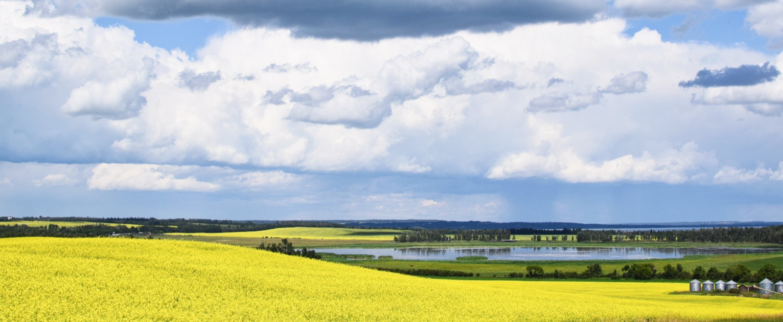 Canola fields with farm