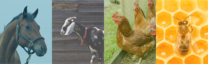 Animals in Residential Districts